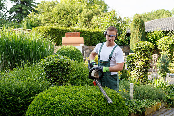 Trusted Hidden Valley Lake, CA Tree Services Experts