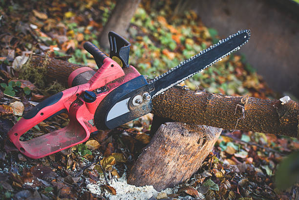 How Our Tree Care Process Works  in  Hidden Valley Lake, CA